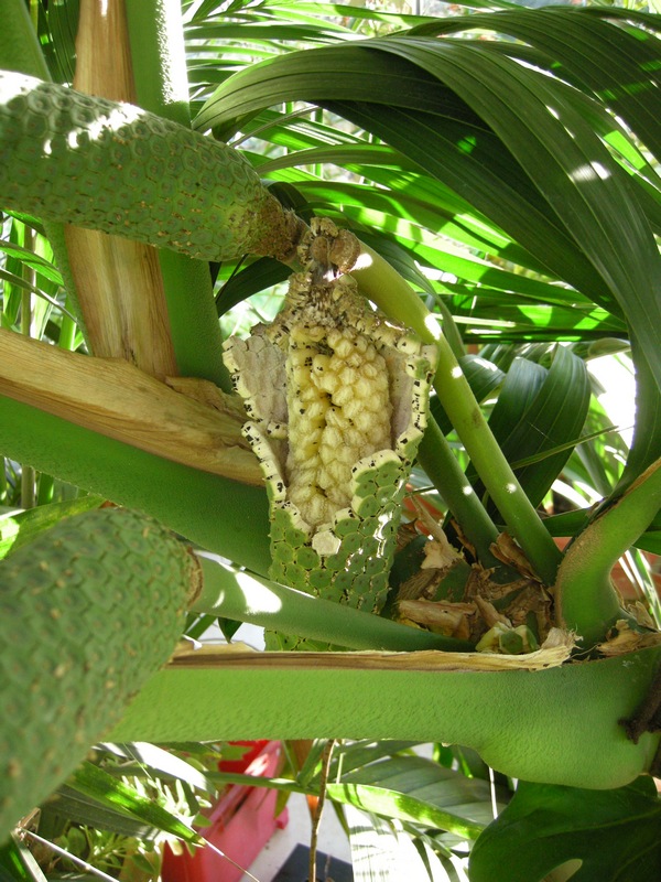 Monstera deliciosa #43028