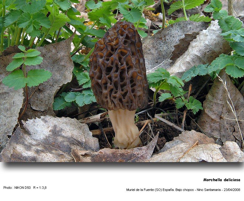 Morchella deliciosa (Fr.) Jacquetant #3593