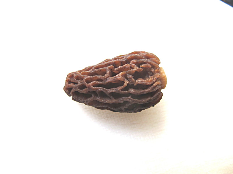 Morchella elata spores #35369