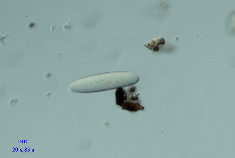 Morchella elata spores #35371