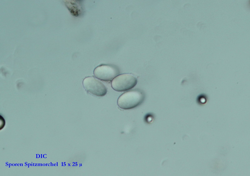Morchella elata spores #35370