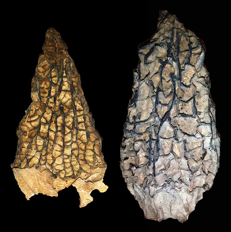 Morchella elata #49772