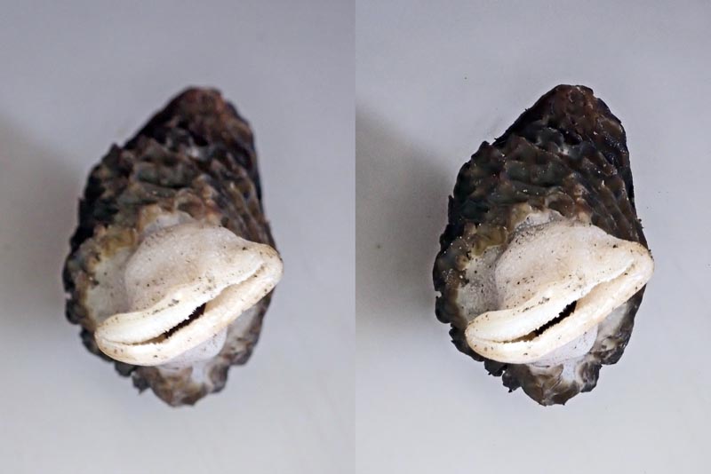 Morchella hortensis Boudier, 1897 #58350