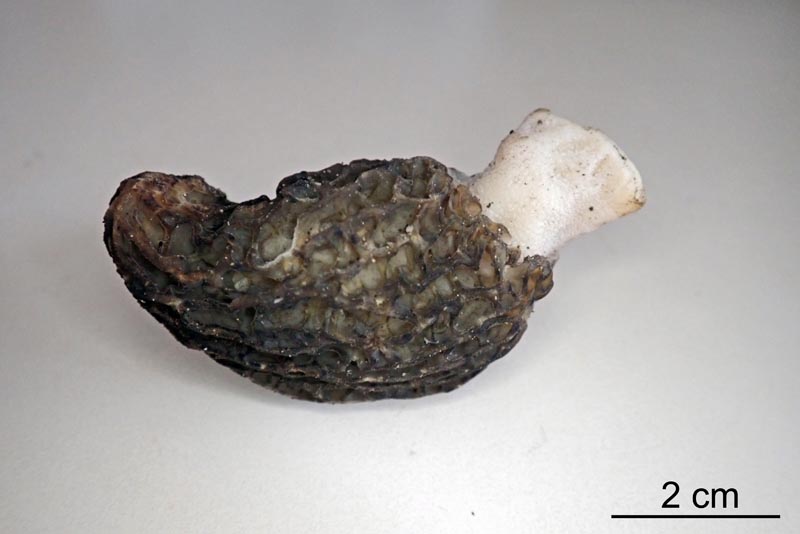 Morchella hortensis Boudier, 1897 #58346