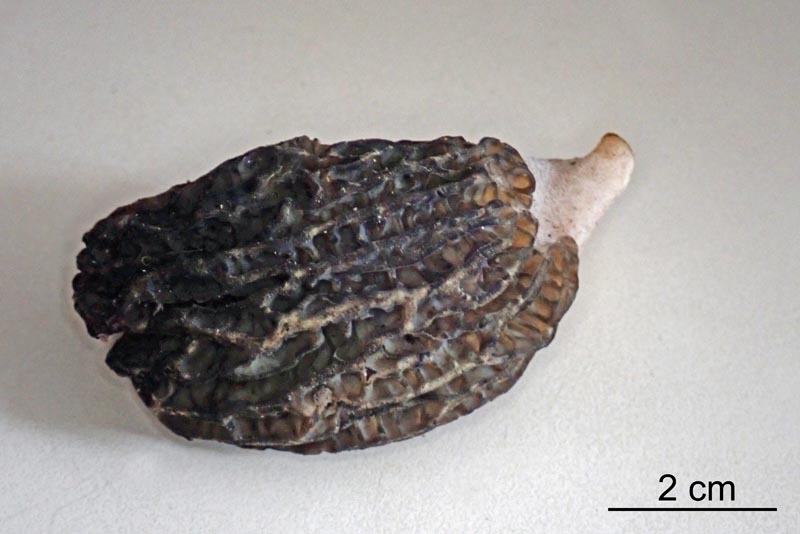 Morchella hortensis Boudier, 1897 #58348