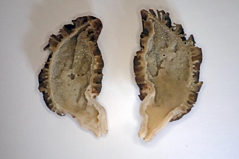 Morchella hortensis Boudier, 1897 #58349
