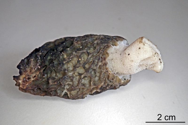 Morchella hortensis Boudier, 1897 #58347