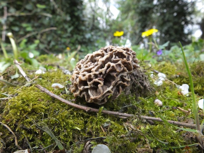 Morchella hortensis Boudier, 1897 #58711