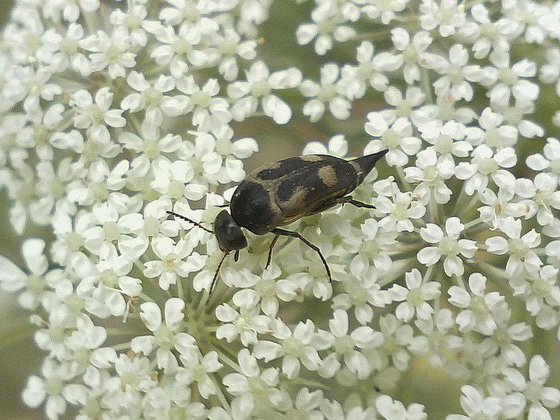 Mordella fasciata (Variimorda villosa) #34901