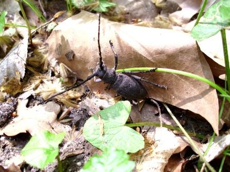 Morimus Asper femelle #21924