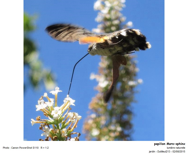 Moro-sphinx #41817