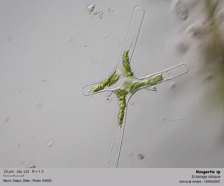 Mougeotia sp.   C.Agardh 1824 #35595