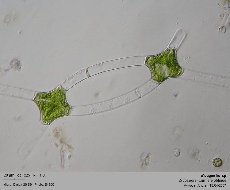 Mougeotia sp.   C.Agardh 1824 #35596