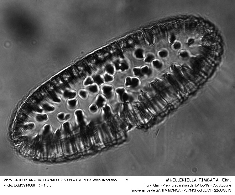 MUELLERIELLA TIMBATA #31954