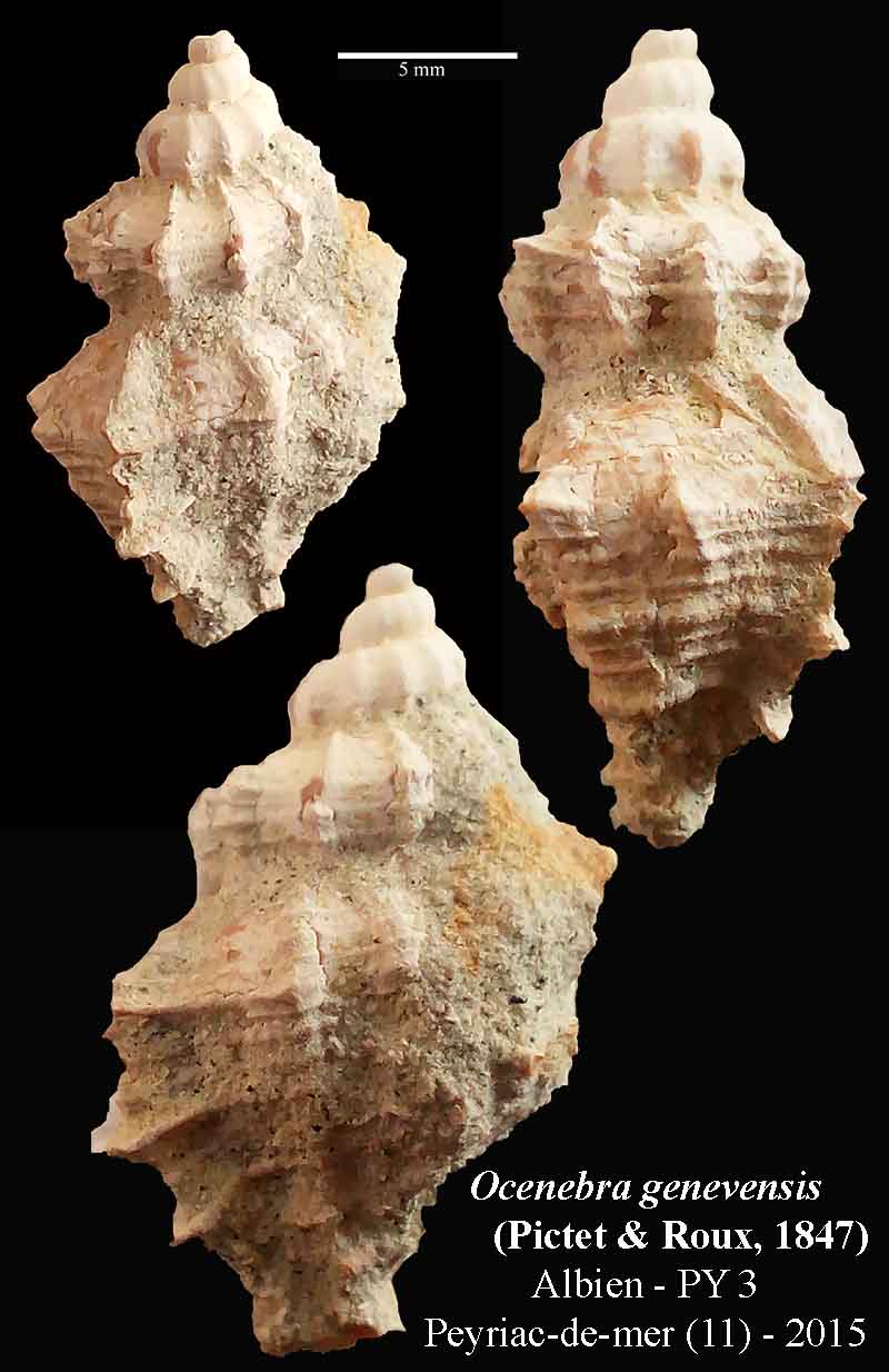 Murex genevensis #43139