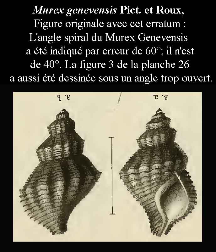 Murex genevensis #43138