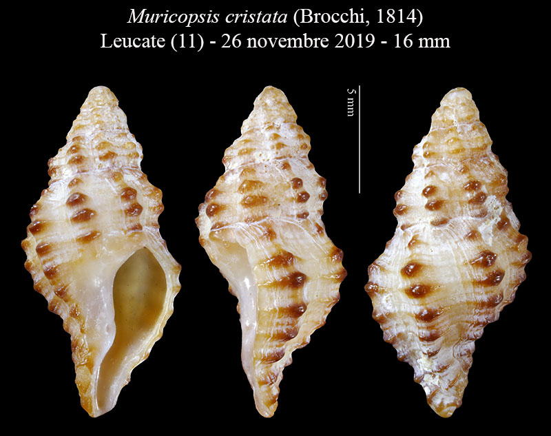 Muricopsis cristata #61157