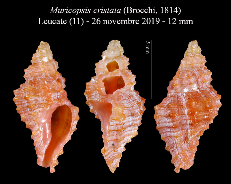 Muricopsis cristata #61155