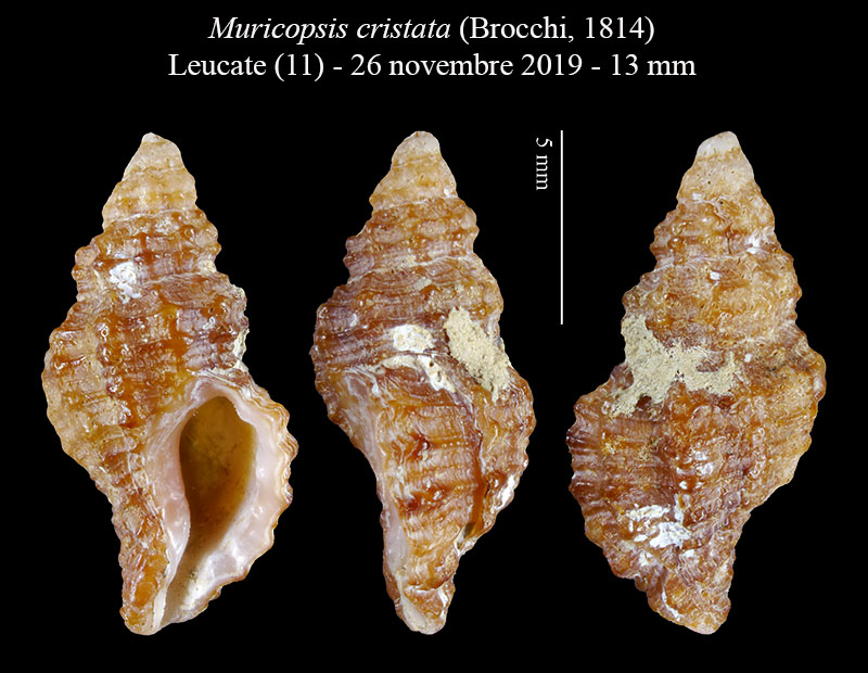 Muricopsis cristata #61154