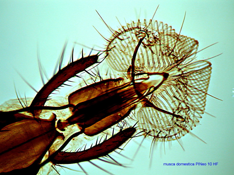 Musca domestica - Tête de mouche (microscopie) #3219