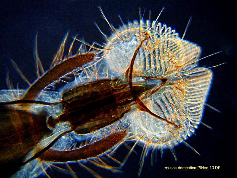 Musca domestica - Tête de mouche (microscopie) #3220
