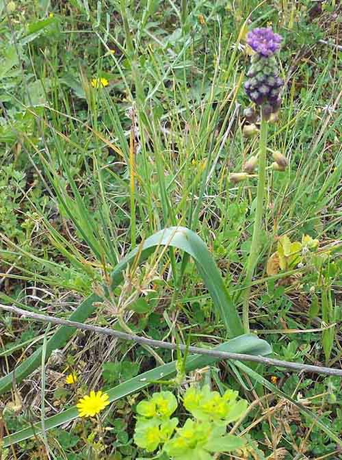 Muscari comosum (L.) Miller, 1768 #44938