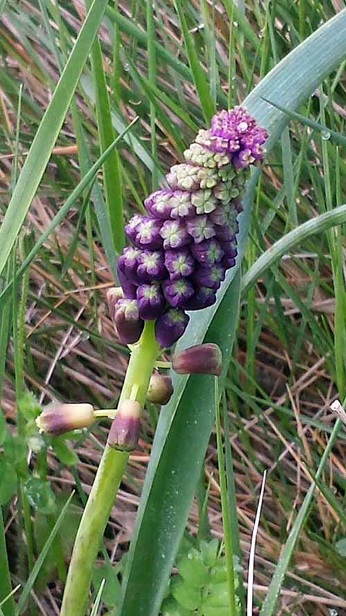 Muscari comosum (L.) Miller, 1768 #44937