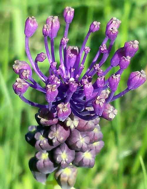 Muscari comosum (L.) Miller, 1768 #44940