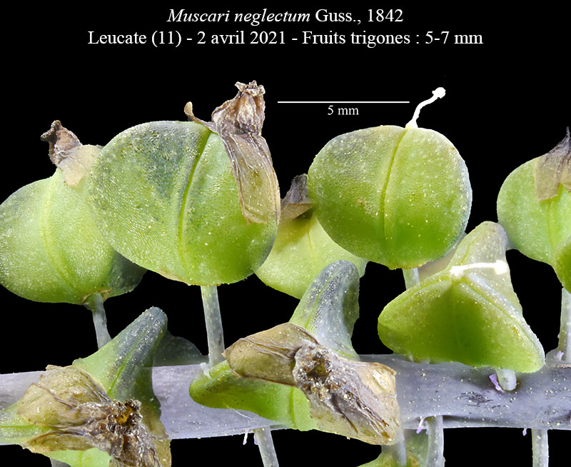 Muscari neglectum Guss., 1842 #66265