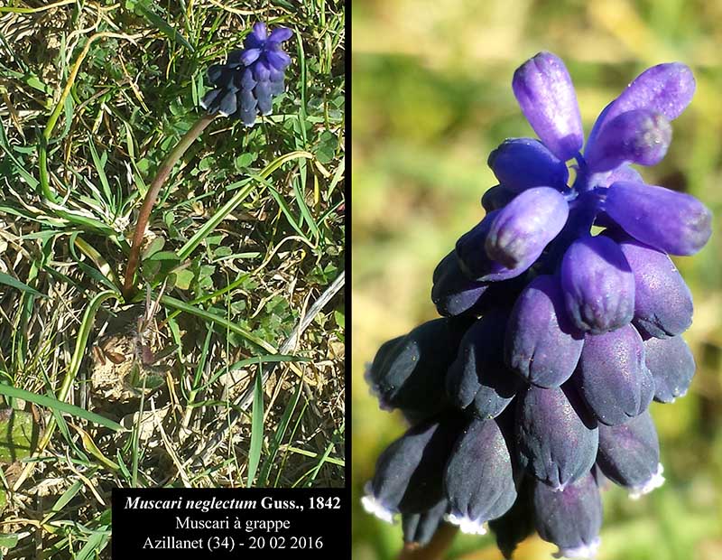 Muscari neglectum Guss., 1842 #44942