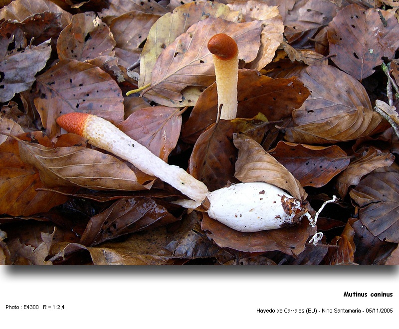 Mutinus caninus  (Huds.: Pers.) Fr. #6514