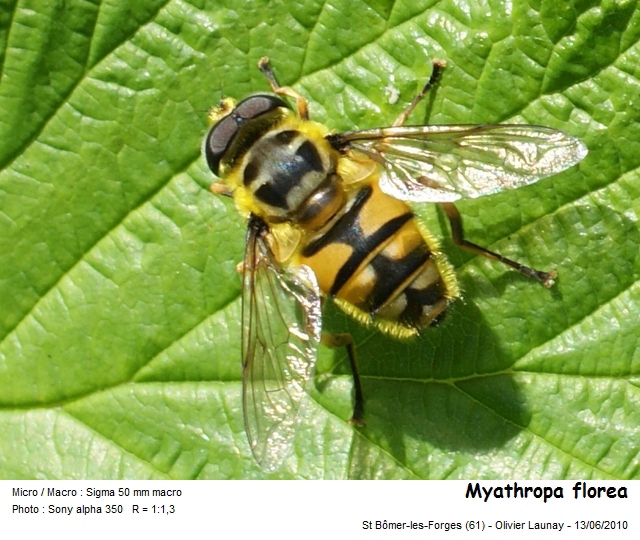 Myathropa florea Linnaeus 1758 #28841