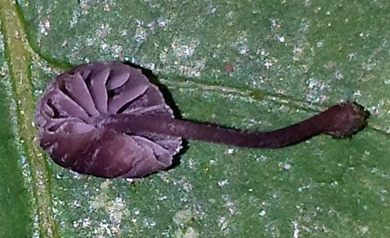 Mycena meliigena #48228