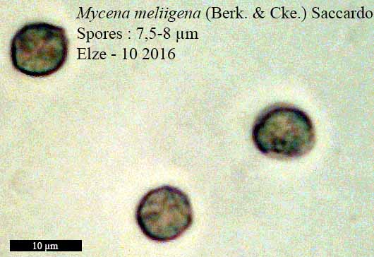 Mycena meliigena #48230