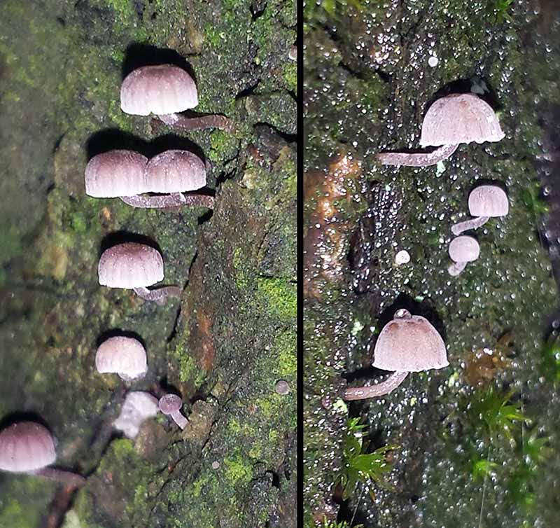 Mycena meliigena #48227