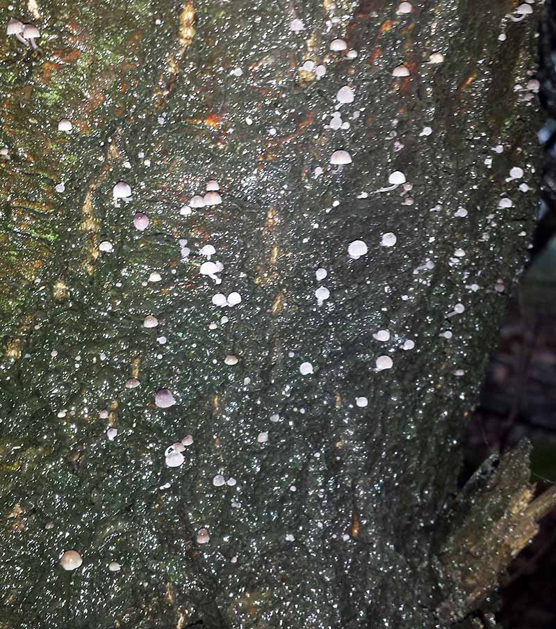 Mycena meliigena #48226
