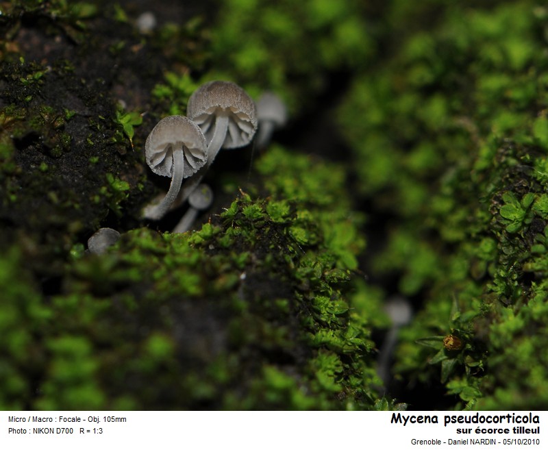Mycena pseudocorticola Kuhn #18623