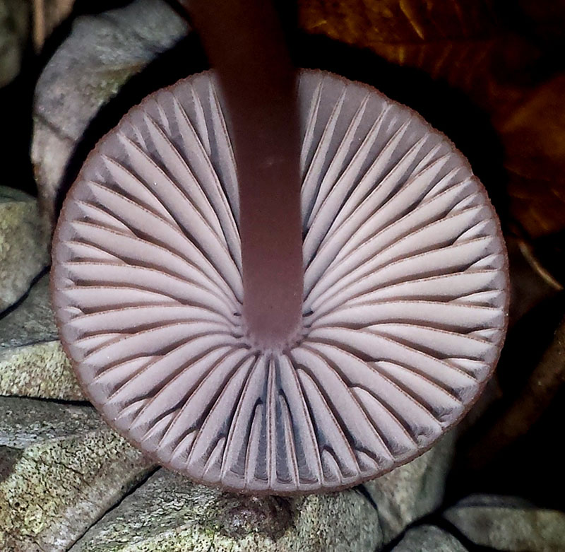 Mycena seynii #52840