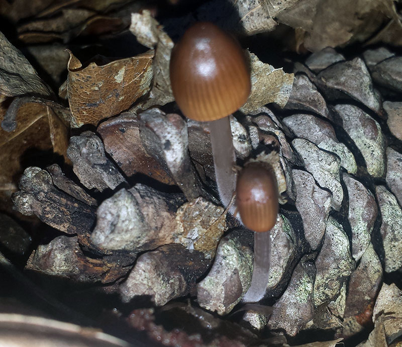 Mycena seynii #52843