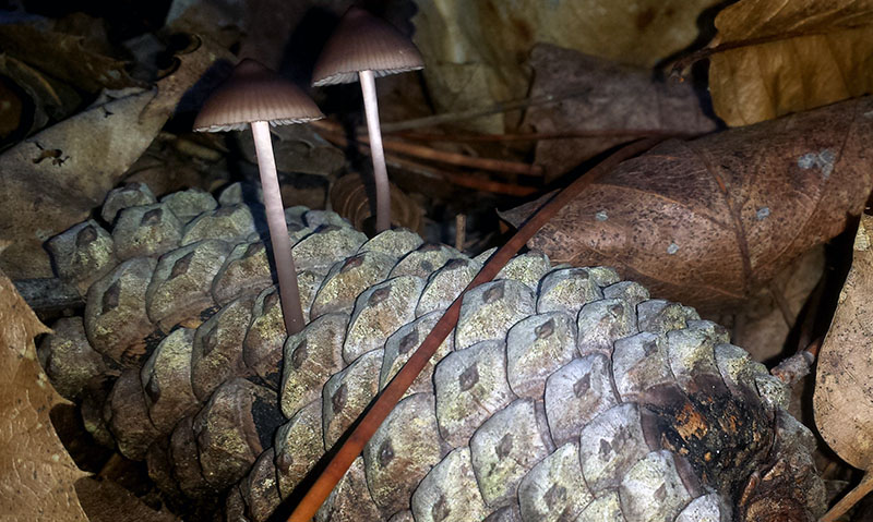 Mycena seynii #52839