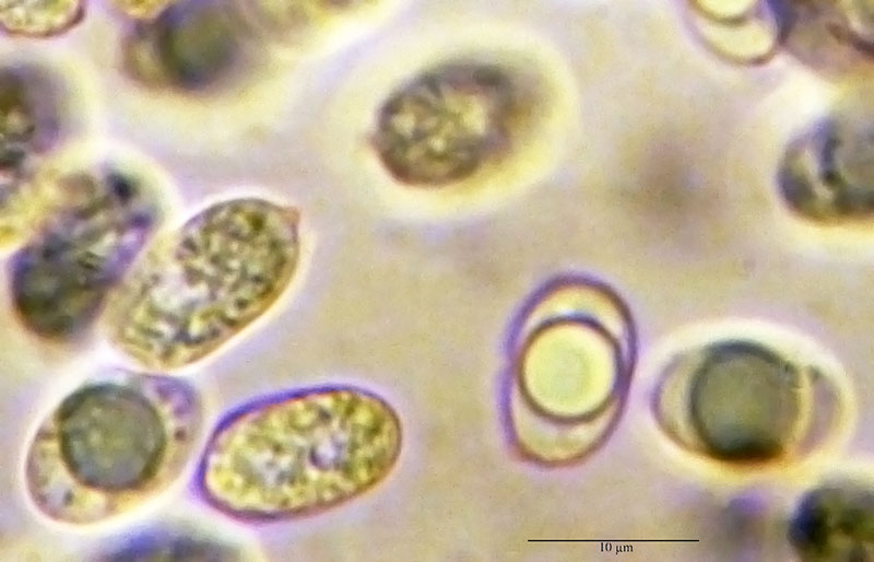 Mycena seynii #52842