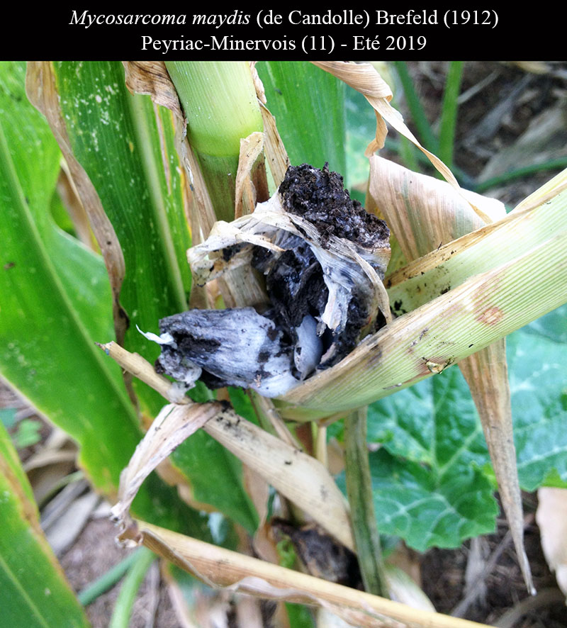 Mycosarcoma maydis #63435