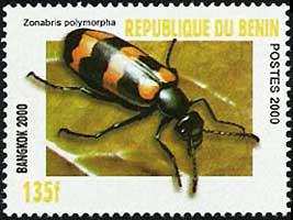 Mylabris variabilis Pallas 1781 #6215