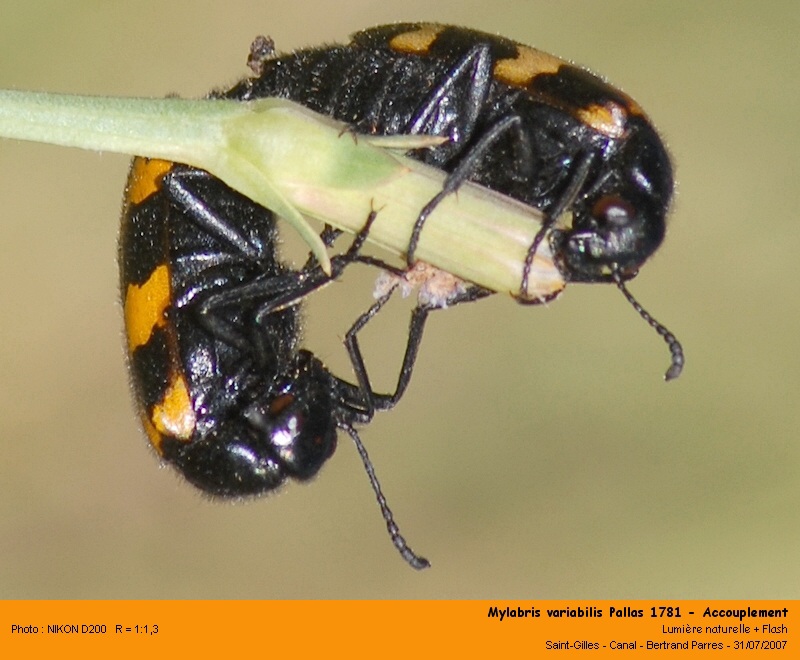 Mylabris variabilis Pallas 1781 #6214