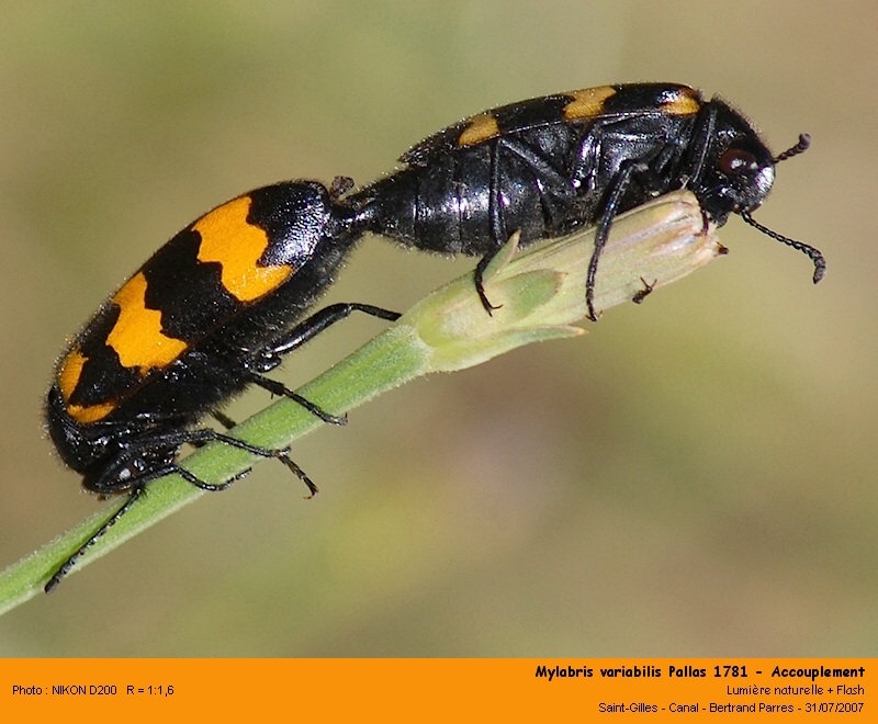 Mylabris variabilis Pallas 1781 #6211