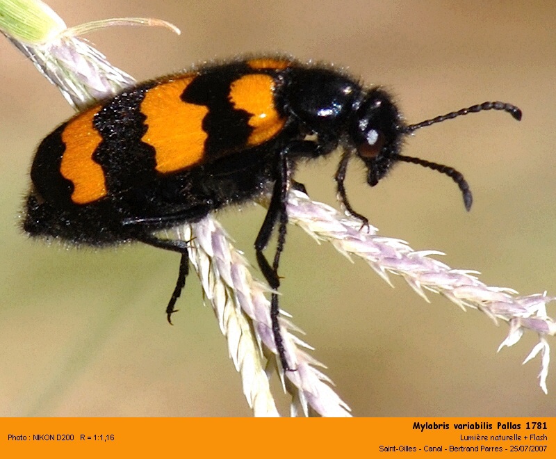 Mylabris variabilis Pallas 1781 #6209