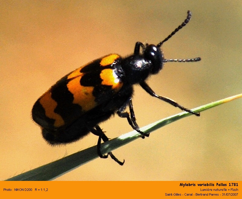Mylabris variabilis Pallas 1781 #6210