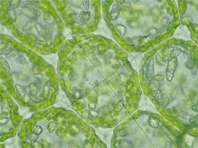 Mylia anomala (Hook.) Gray #65320