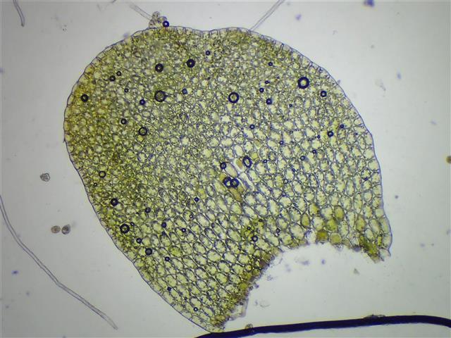 Mylia anomala (Hook.) Gray #65318