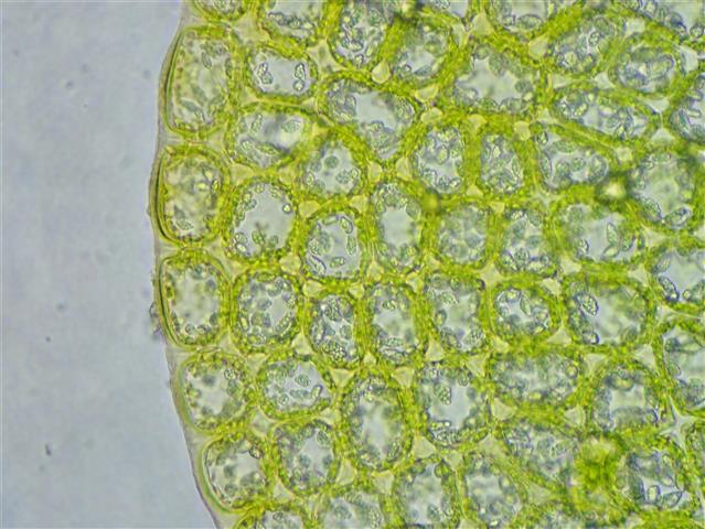 Mylia anomala (Hook.) Gray #65319
